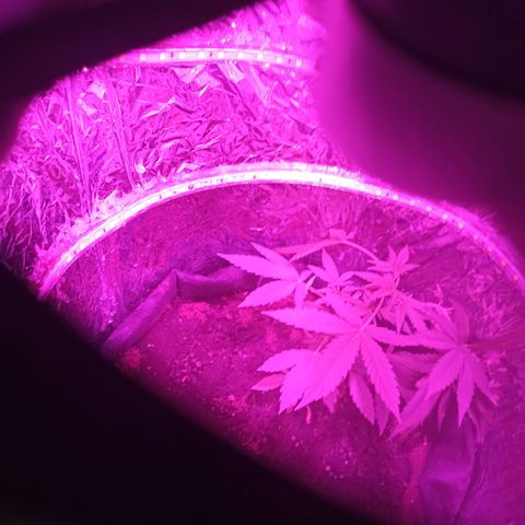 Amnesia Haze growlog photo: LST sonrası 