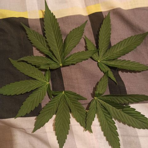 Amnesia Haze growlog timeline photo