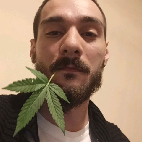 Amnesia Haze growlog timeline photo