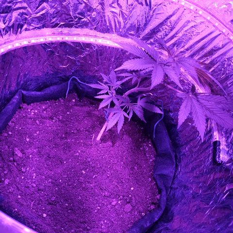 Amnesia Haze growlog timeline photo