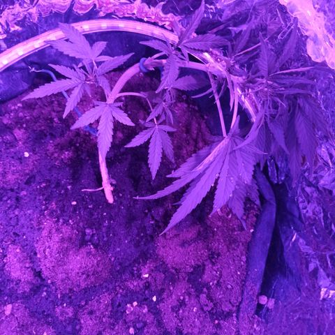 Amnesia Haze growlog timeline photo