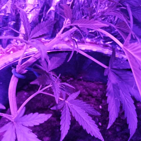 Amnesia Haze growlog timeline photo