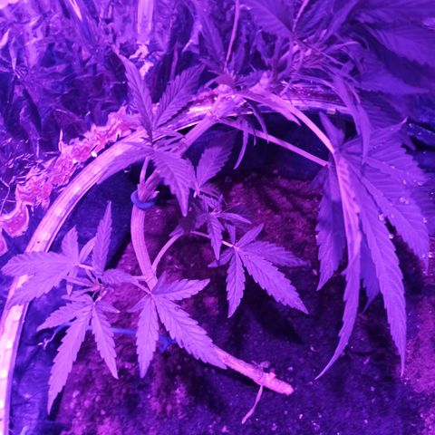 Amnesia Haze growlog timeline photo