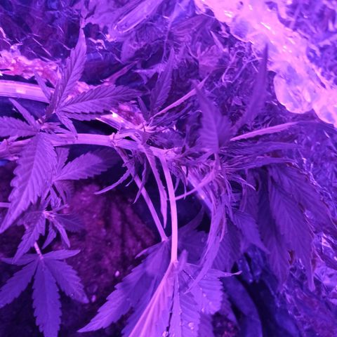 Amnesia Haze growlog timeline photo