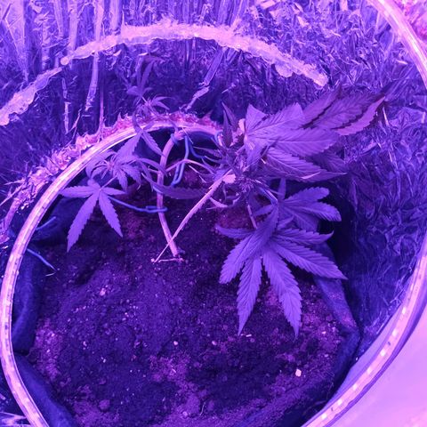 Amnesia Haze growlog timeline photo