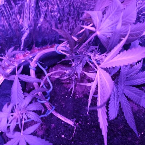 Amnesia Haze growlog timeline photo
