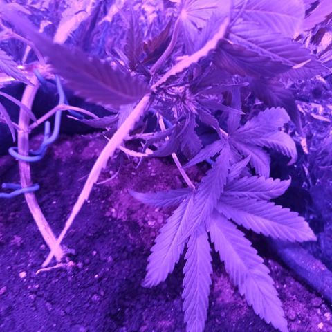 Amnesia Haze growlog timeline photo