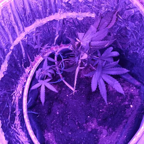 Amnesia Haze growlog timeline photo