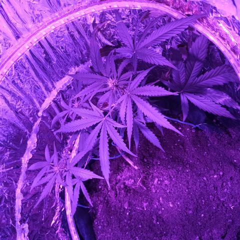 Amnesia Haze growlog timeline photo
