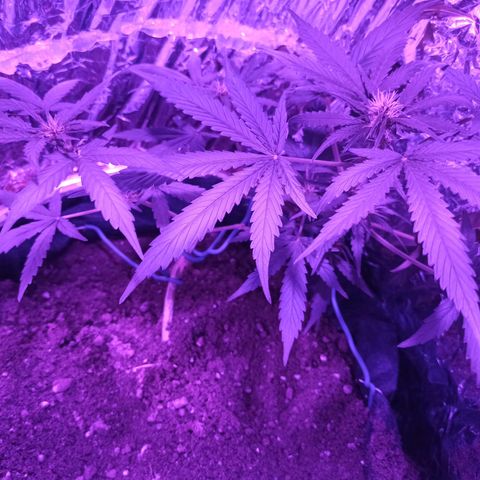 Amnesia Haze growlog timeline photo