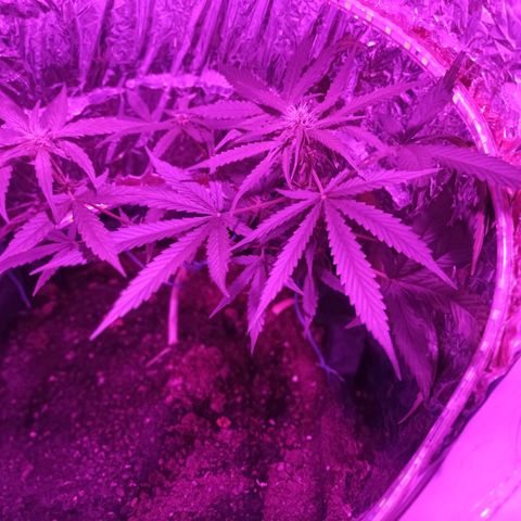 Amnesia Haze growlog timeline photo
