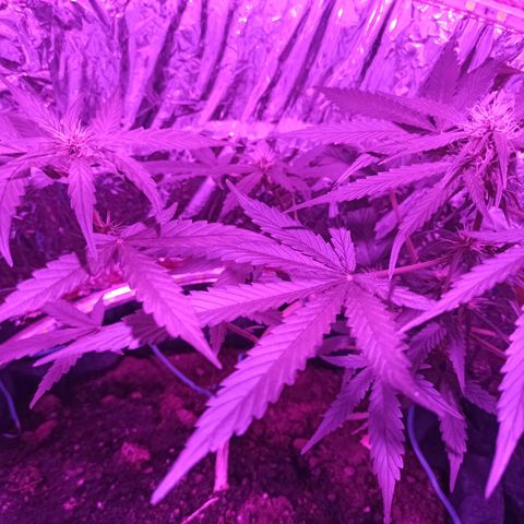 Amnesia Haze growlog timeline photo