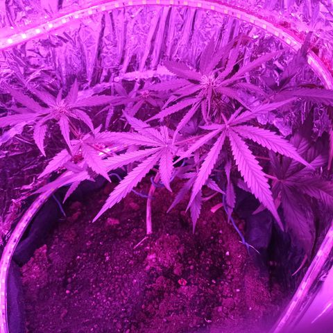 Amnesia Haze growlog timeline photo