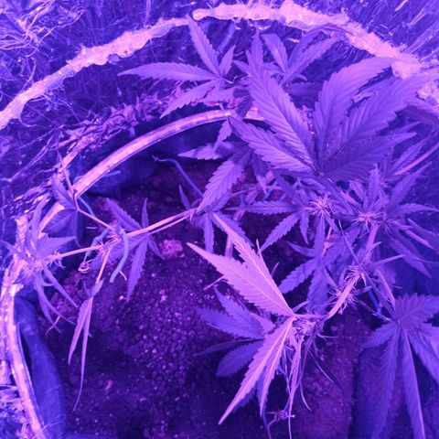 Amnesia Haze growlog timeline photo