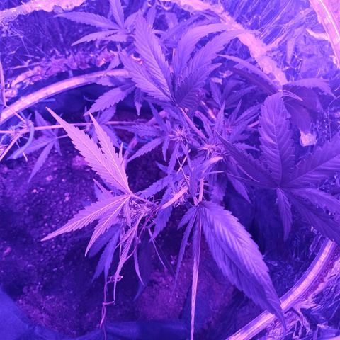 Amnesia Haze growlog timeline photo