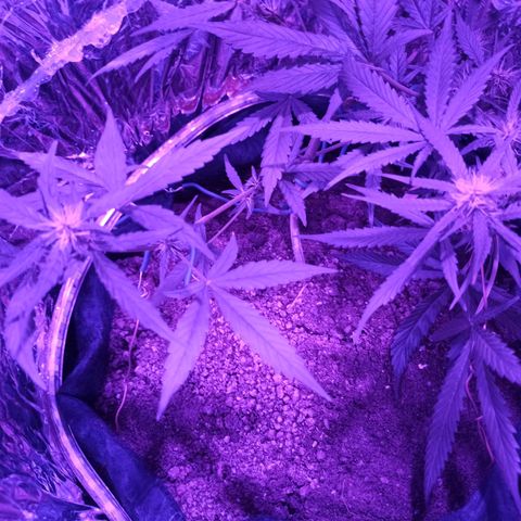 Amnesia Haze growlog timeline photo