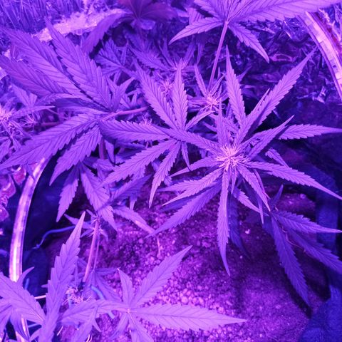 Amnesia Haze growlog timeline photo