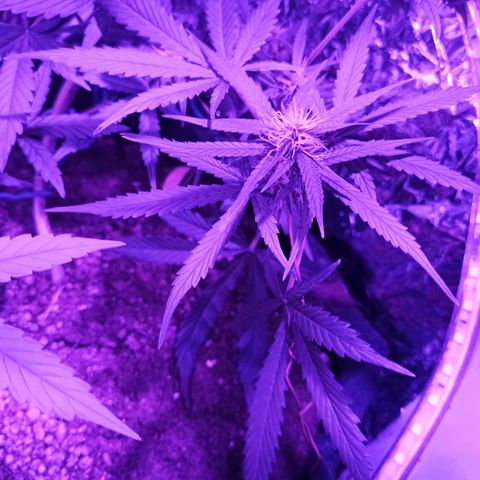 Amnesia Haze growlog timeline photo