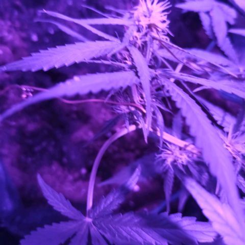 Amnesia Haze growlog timeline photo