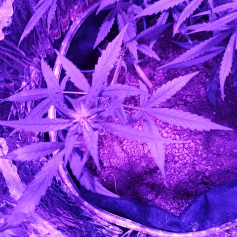 Amnesia Haze growlog timeline photo