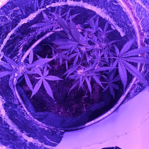 Amnesia Haze growlog timeline photo