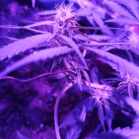 Amnesia Haze growlog timeline photo