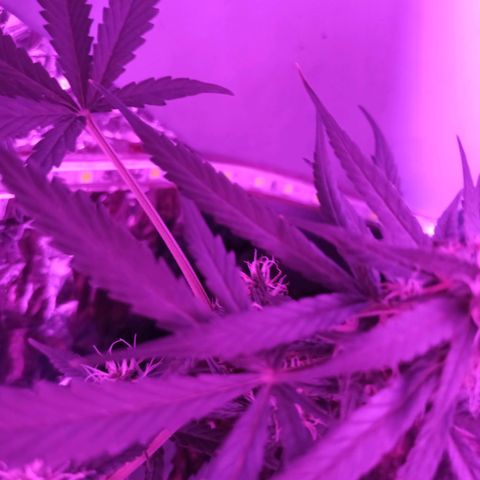 Amnesia Haze growlog timeline photo