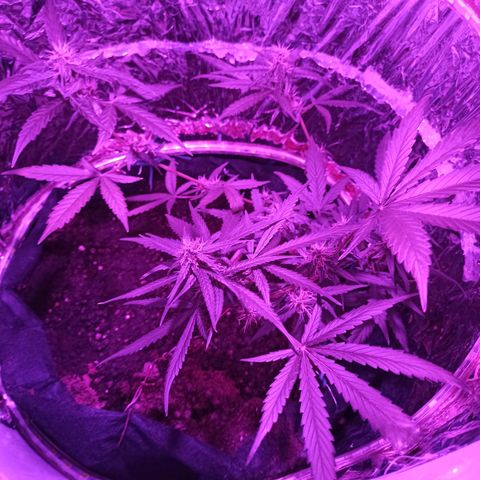 Amnesia Haze growlog timeline photo