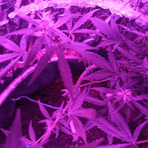 Amnesia Haze growlog timeline photo