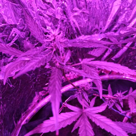 Amnesia Haze growlog timeline photo