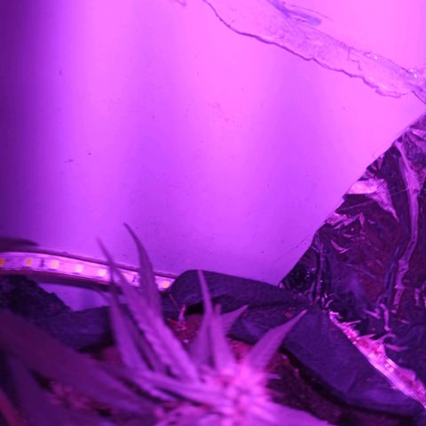 Amnesia Haze growlog timeline photo