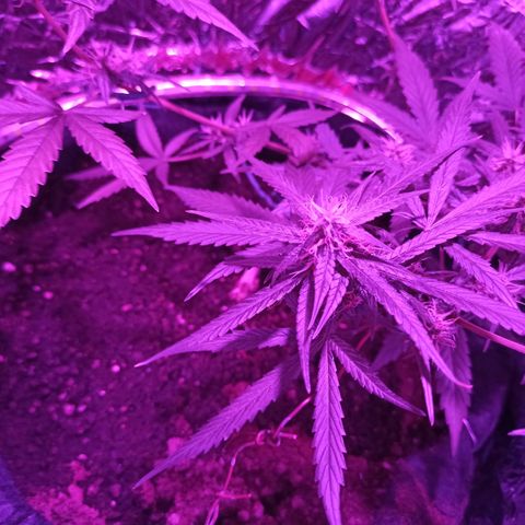 Amnesia Haze growlog timeline photo