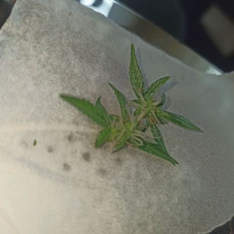 Amnesia Haze growlog timeline photo