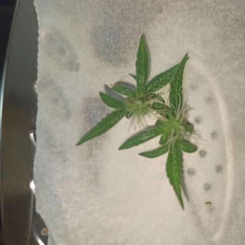 Amnesia Haze growlog timeline photo