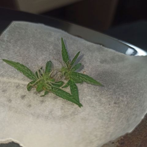 Amnesia Haze growlog timeline photo