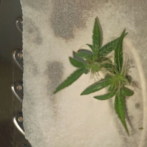 Amnesia Haze growlog timeline photo