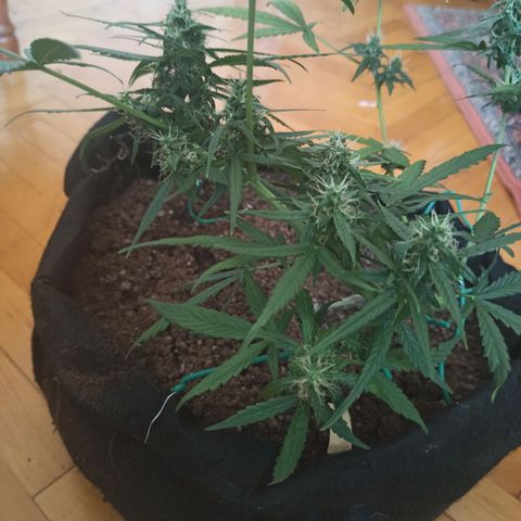 Amnesia Haze growlog timeline photo