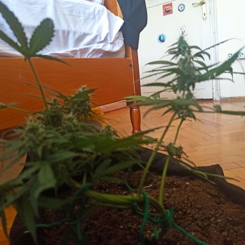 Amnesia Haze growlog timeline photo