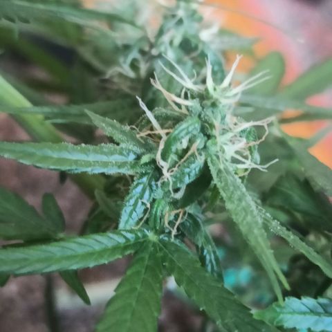 Amnesia Haze growlog timeline photo