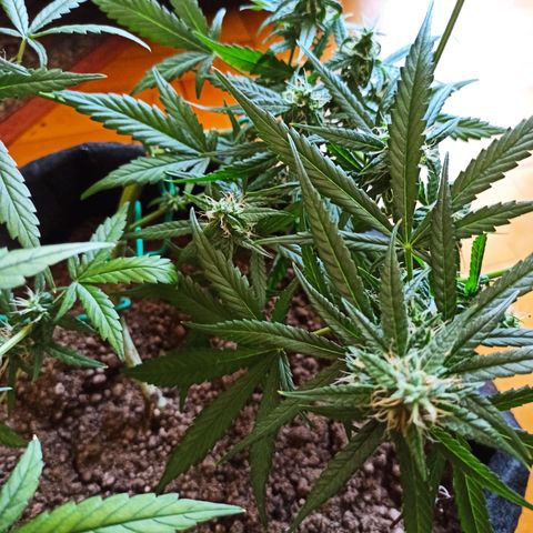 Amnesia Haze growlog timeline photo