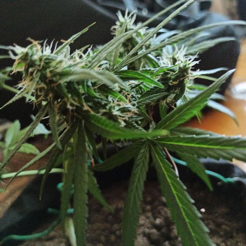 Amnesia Haze growlog timeline photo