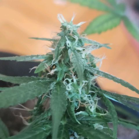 Amnesia Haze growlog timeline photo