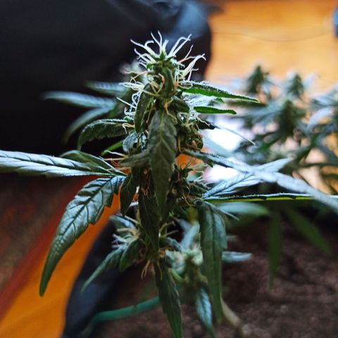 Amnesia Haze growlog timeline photo