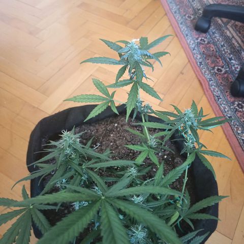Amnesia Haze growlog timeline photo