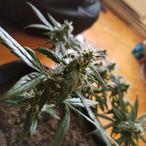 Amnesia Haze growlog timeline photo