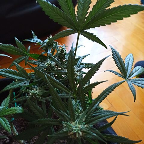 Amnesia Haze growlog timeline photo