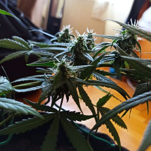 Amnesia Haze growlog timeline photo