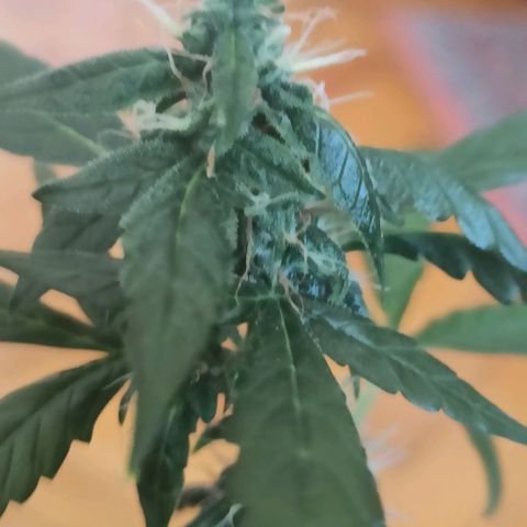 Amnesia Haze growlog timeline photo