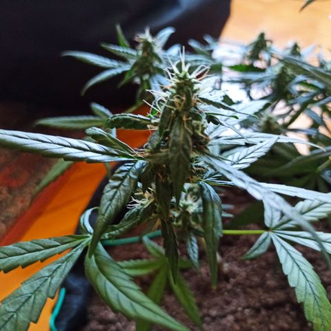Amnesia Haze growlog timeline photo