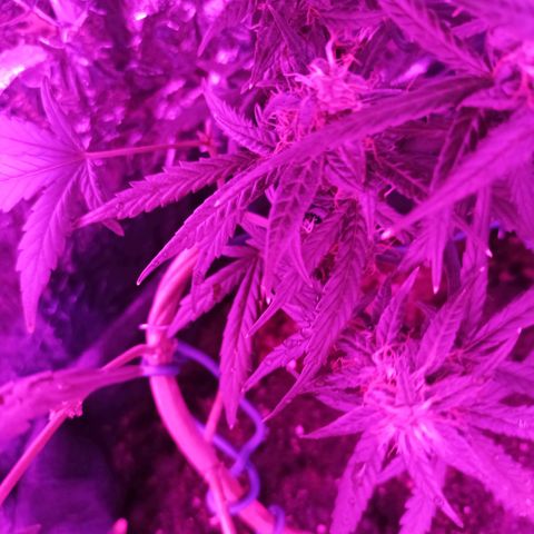 Amnesia Haze growlog timeline photo